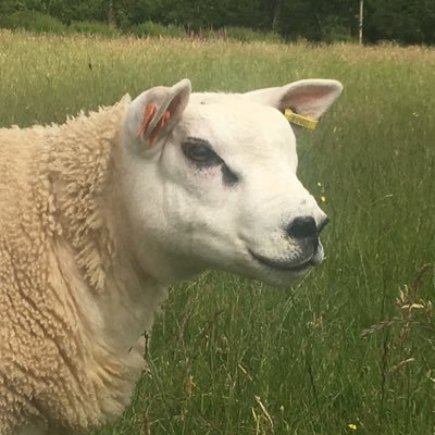 Diadell fach o defaid Texel ger Caerfyrddin. A small flock of pedigree ewes based near Carmarthen. Interested in most aspects of Livestock farming.