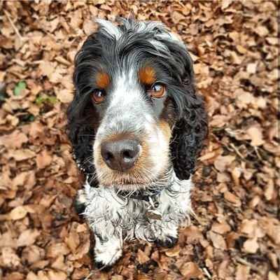 JoviHearingDog's profile picture. Qualified Hearing Dog trained up by my amazing friends @HearingDogs 🐾

Insta @jovithehearingdog 📸
