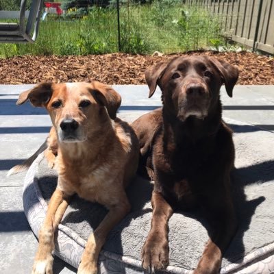 K9luvnK8's profile picture. 