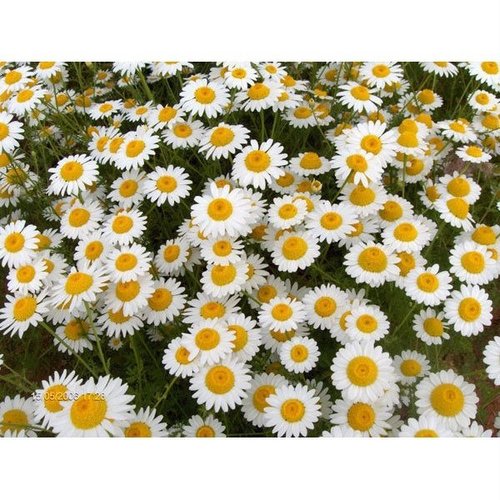 xxapassengerxx's profile picture. 