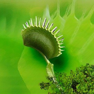 carnivorasgarde's profile picture. J6S9XGYE