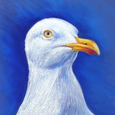 SmeagullSeagull's profile picture. Long Island Beach Resident (CT Side) 🏖️ Loving Life With My Humans, Mark & Val ❤️ We're kind of like a family. Read Our Story ⬇️