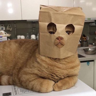 Anonymous Cat