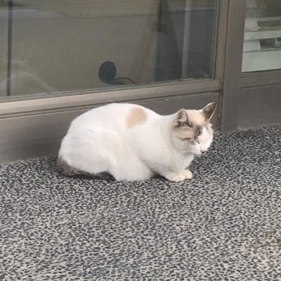 ぐまっちさんは眠りたい。