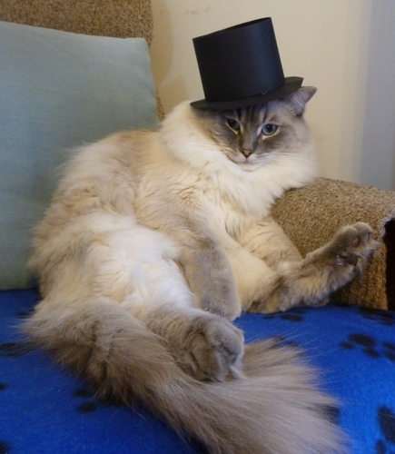My name is Mr Darcy and I am a cool Ragdoll cat set to take over the world one tweet at a time.