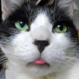 猫Ｐ┏○))ﾍﾟｺ ‏‏さんのプロフィール画像