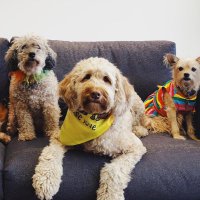 DogsOfKFF(@KffDogs) 's Twitter Profile Photo DogsOfKFF(@KffDogs) 's Twitter Profile Photo