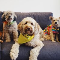 DogsOfKFF(@KFFDogs) 's Twitter Profile Photo