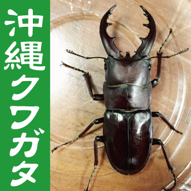 沖縄クワガタ動画 オキノコの標本が仕上がりつつあります 嬉しいような寂しいような 沖縄 クワガタ オキナワノコギリクワガタ 標本 針以外はdaisoで調達 沖縄クワガタ動画宜しくお願い致します