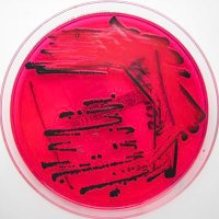 Elfenbein lab (@elfenbeinlab) 's Twitter Profile