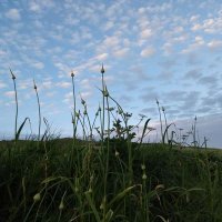 Sally Watkins (@sallyonchesil) 's Twitter Profile