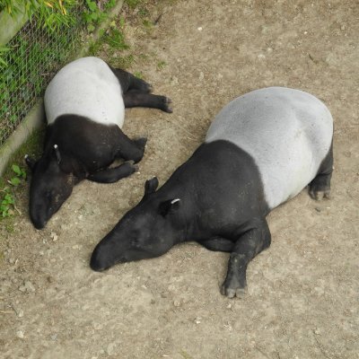 A site for tapir appreciation and gathering support for a tapir emoji