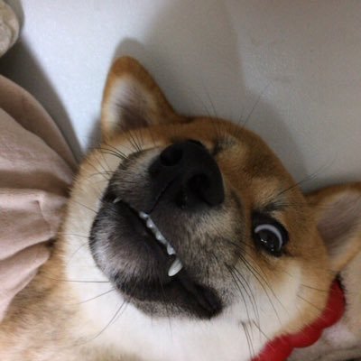 柴犬らんまると私 ガルル って 鼻にしわ寄せて怖いよ君 柴犬 らんまる 引っ張り合い 本気モード 怖い いつも 遊ばないおもちゃ 取られると怒る 柴犬らんまると私 ガルル って 鼻にしわ寄せて怖いよ君 柴犬 らんまる 引っ張り合い 本気モード 怖い いつも 遊ばないおもちゃ 取られると怒る