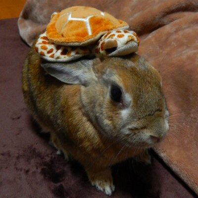 tortue_m1122's profile picture. 大人の亀担です。たま〜にうさぎ🐰が出没します。
大人フィギュアスケーターでもあります⛸