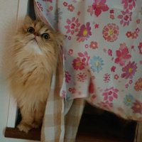 ぷちぃず (@putiputitenka) 's Twitter Profile