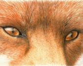 Word from a Fox