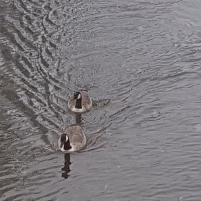 cahilll's profile picture. 