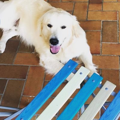 Mopilla62's profile picture. 