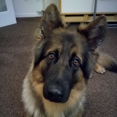 steeleyninja's profile picture. 