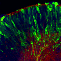 Rahul Kanadia (@kanadialab) 's Twitter Profile