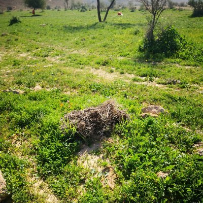 شاعر
اسرجك ياقافي كماتسرج الخيل&
لامن بغيت العاليه والطويله
وارشفك رشفي لسمر البن والهيل&
لامن تداعو للشرف والفضيله