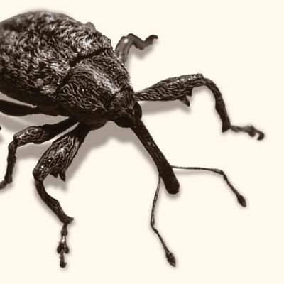 JonnyBoweevil's profile picture. Stop Don, Elon, and Republicans before they kill us all!