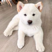 Vaughn Godwin Wong (@vaughn_wong) 's Twitter Profile