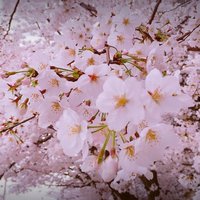 椿 (@4f9w207vctuffnd) Twitter profile photo