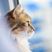 lonelycat1206.eth (@lonelycat1206) 's Twitter Profile Photo lonelycat1206.eth (@lonelycat1206) 's Twitter Profile Photo