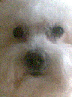 Crislobato's profile picture. 