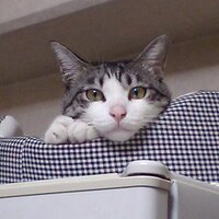真弓創 (@nofun1978) 's Twitter Profile Photo