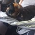 Badgertheguineapig (@guineapigbadger) Twitter profile photo Badgertheguineapig (@guineapigbadger) Twitter profile photo