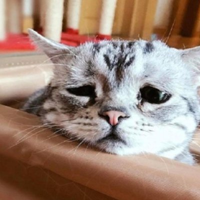 HuynhYarmy's profile picture. Ý ARMY