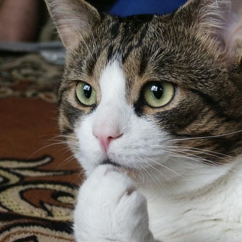 hideyuki3374694's profile picture. EOS7Dmark2。6D ｡Kiss×7使ってます、島根県在住、ポートレート、花、ネコ、鳥、