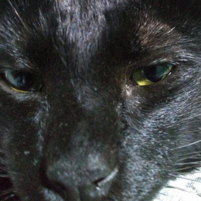 Rinkashiari's profile picture. 