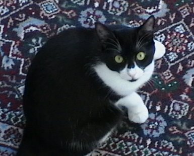 I am a black and white cat and I live with my human, E. I love to fight, play, eat, and fight some more. I look like Batman and I'm awesome.