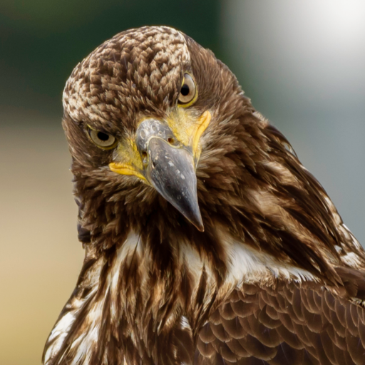 chingsemb's profile picture. Photographer