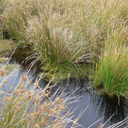 SWAMP_Project's profile picture. SWAMP: Strategies to improve Water quality from Managed Peatlands ; funded by @EPAResearchNews; Lead PI: @Flo_RenouWilson