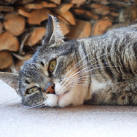 秋男 (@gittyu74ri) 's Twitter Profile