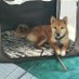 Lani (@lanitheshibainu) Twitter profile photo Lani (@lanitheshibainu) Twitter profile photo