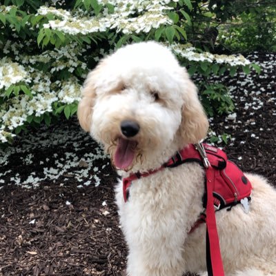 MarleyThePup13's profile picture. Hi my name is Marley I’m a Great Dane poodle mix I’m just a puppy I’m almost 11 months old!!🐶