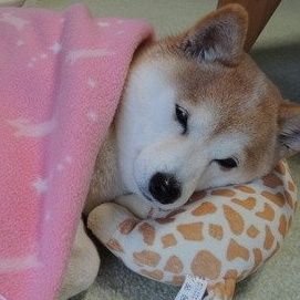 메론さんのプロフィール画像