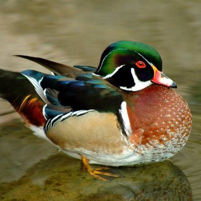 AMobOfDucks Profile Picture