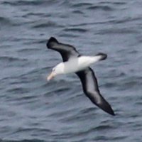 Joe Fryer (@joebirding) 's Twitter Profile