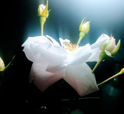 takeapic_01's profile picture. Soy una chica de 17 años, que le gusta capturar momentos especiales, por más que muchos ya lo hagan.
Fotografa NO PROFESIONAL.
Solo trabajo para mi