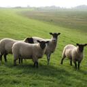 Alex Sayer - @backyardbiker - Twitter