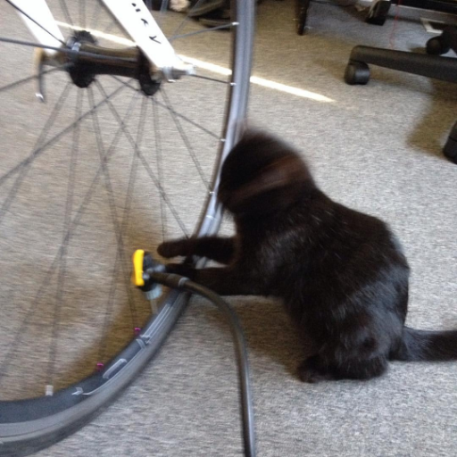 Lisas411's profile picture. arab/amercian sociologist & educator specializing in inclusive & anti-racist pedagogy; rider of many bikes