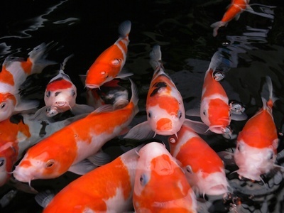 Lover and enthusiast of all thing KOI!