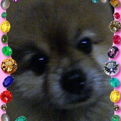 tomohastreasure's profile picture. I'm so crazy about Yonghwa.I can't live without him.I live just to love him.What should I do?LoL🤣Sorry,I'm shy of others. So I won't follow back except friends