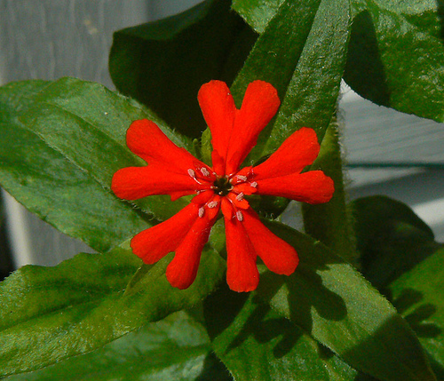 Samantha_Grant's profile picture. 